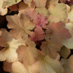 Heuchera Caramel