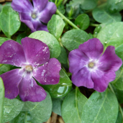 Vinca minor ‘Atropurpurea’