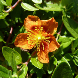 Helianthemum ‘Bronzeteppich’