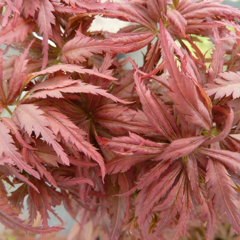 Acer palmatum Jerre Schwartz