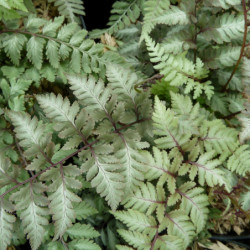 Athyrium niponicum Metallicum