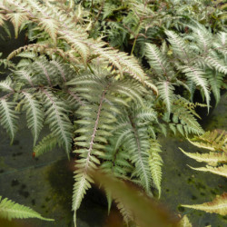 Athyrium niponicum Metallicum