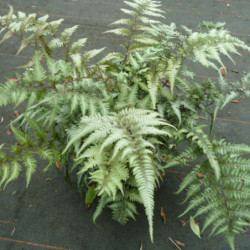 Athyrium niponicum Metallicum