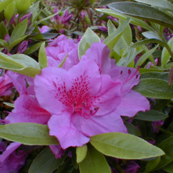 Azalea japonica ‘Purple splendour’