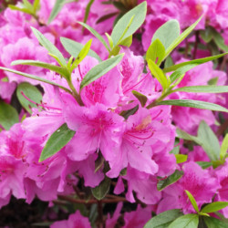 Azalea japonica ‘Purple splendour’