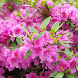 Azalea japonica ‘Purple splendour’