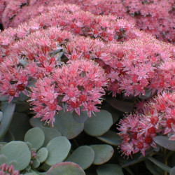 Sedum cauticola Lidakense