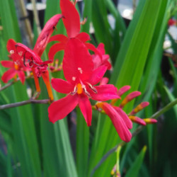 Crocosmia ‘Lucifer’