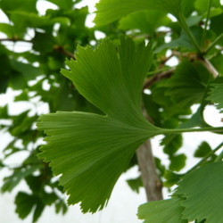 Ginkgo biloba ‘Baleslaw Chroby’