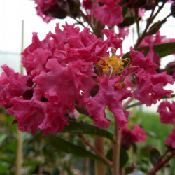 Lagerstroemia indica Braise d'été