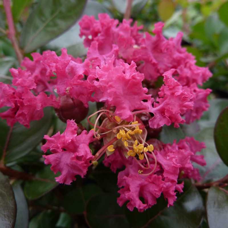 Lagerstroemia indica Braise d'été