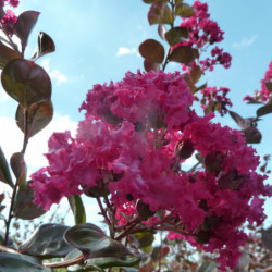 Lagerstroemia indica Braise d'été