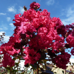 Lagerstroemia indica Braise d'été