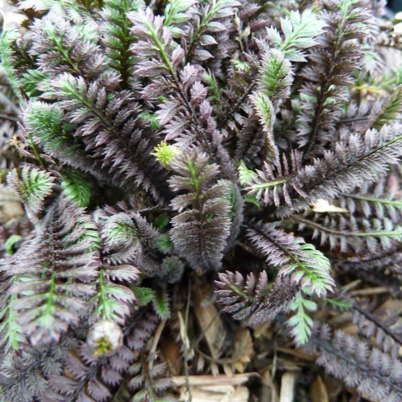 Leptinella squalida ‘Platt's Black’ - Cotule à bractées