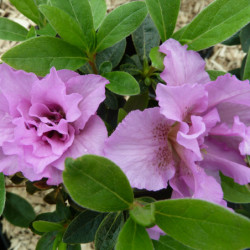 Azalea japonica Perceval Brocéliande