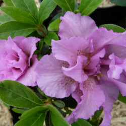 Azalea japonica Perceval Brocéliande