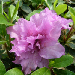 Azalea japonica Perceval Brocéliande