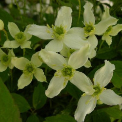 Clematis montana ‘Wilsonii’