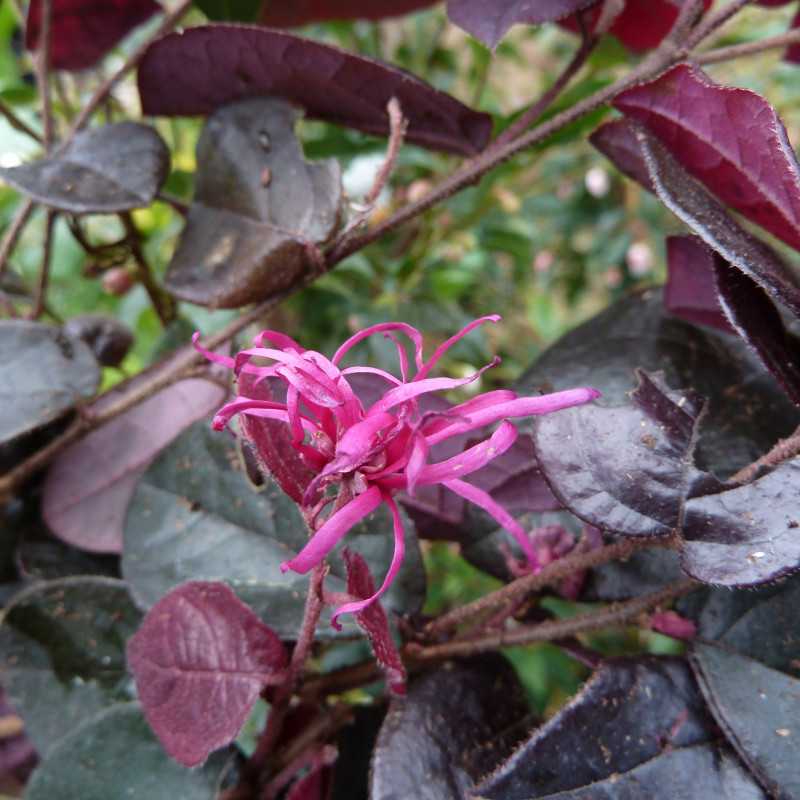 Loropetalum chinense ‘Plum Gorgeous’ - Loropétale de Chine