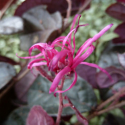 Loropetalum chinense ‘Plum Gorgeous’ - Loropétale de Chine