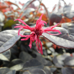 Loropetalum chinense ‘Plum Gorgeous’ - Loropétale de Chine