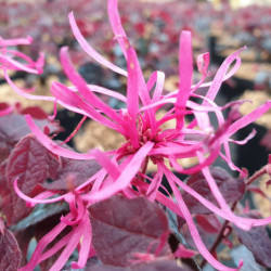 Loropetalum chinense ‘Plum Gorgeous’ - Loropétale de Chine