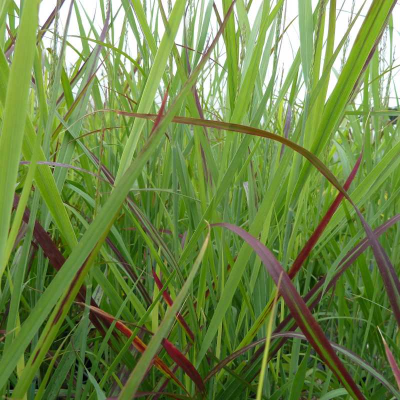 Panicum virgatum ‘Sangria’