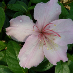 Azalea japonica Lancelot Brocéliande