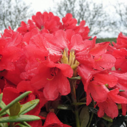 Rhododendron yakushimanum ‘Elya’