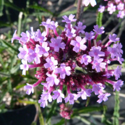 Verbena bonariensis ‘Lollipop’