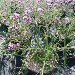 Verbena bonariensis ‘Lollipop’