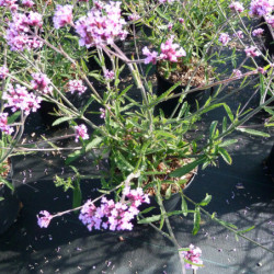 Verbena bonariensis ‘Lollipop’