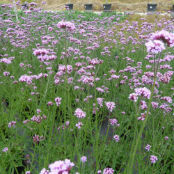 Verbena bonariensis ‘Lollipop’