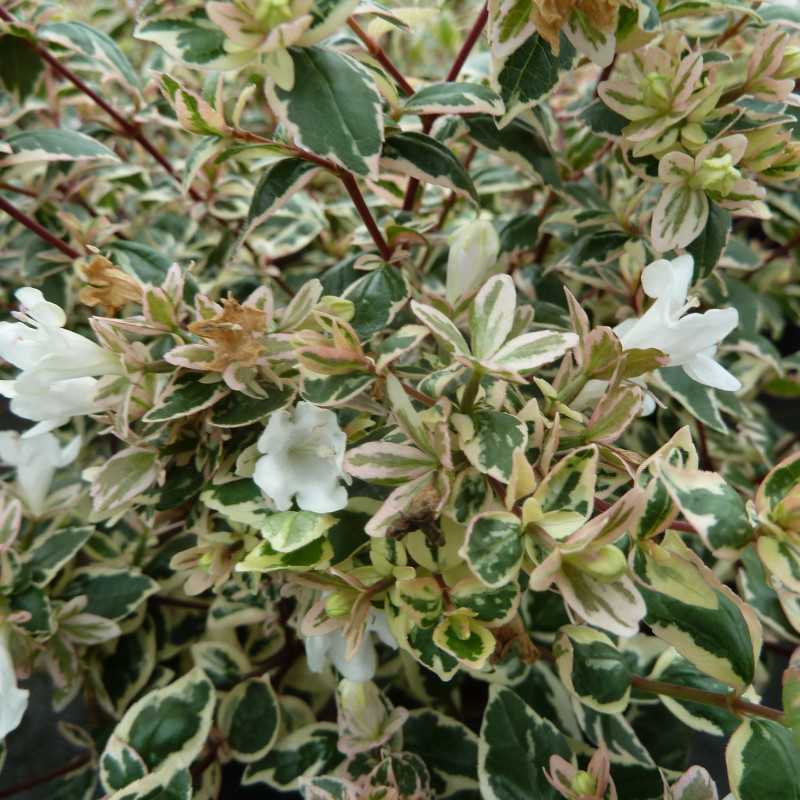 Abelia × grandiflora ‘Opstal 102’ MAGIC DAYDREAM™