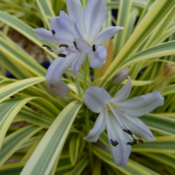 Agapanthus ‘Golden drop’