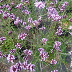 Verbena bonariensis ‘Lollipop’