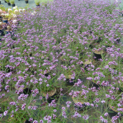 Verbena bonariensis ‘Lollipop’