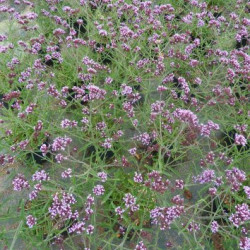 Verbena bonariensis ‘Lollipop’