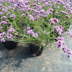 Verbena bonariensis ‘Lollipop’