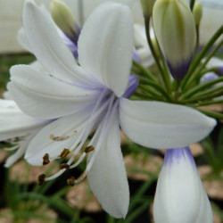 Agapanthus ‘Twister’ - Agapanthe