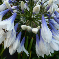 Agapanthus ‘Twister’ - Agapanthe