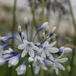 Agapanthus ‘Twister’ - Agapanthe