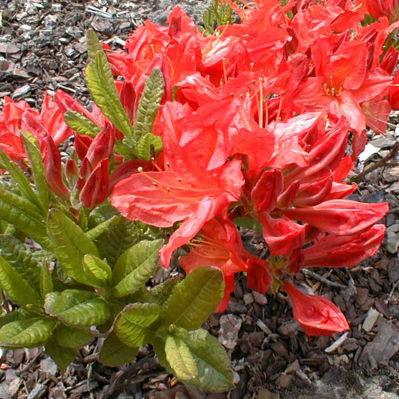 Azalea mollis 'Satan' - Pépinières Rouxel