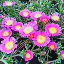 Delosperma cooperi ‘Hot pink’