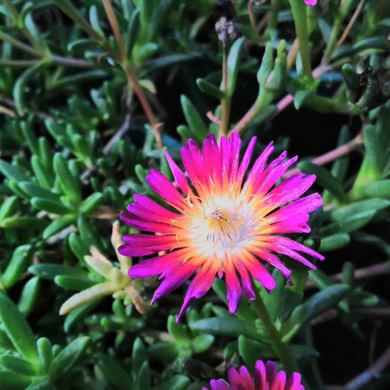 Delosperma cooperi ‘Hot pink’