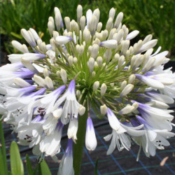 Agapanthus praecox ‘Queen Mum’  - Agapanthe