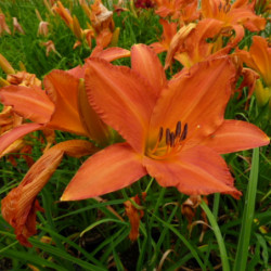 Hemerocallis ‘Primal scream’