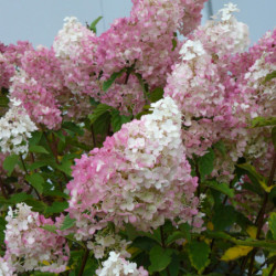 Hydrangea paniculata Sundae Fraise