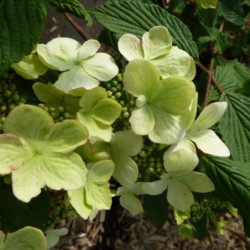 Viburnum plicatum ‘Kilimandjaro Sunrise‘ ® - ‘JWW5’ - Viorne de Chine