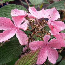 Viburnum plicatum ‘Kilimandjaro Sunrise‘ ® - ‘JWW5’ - Viorne de Chine